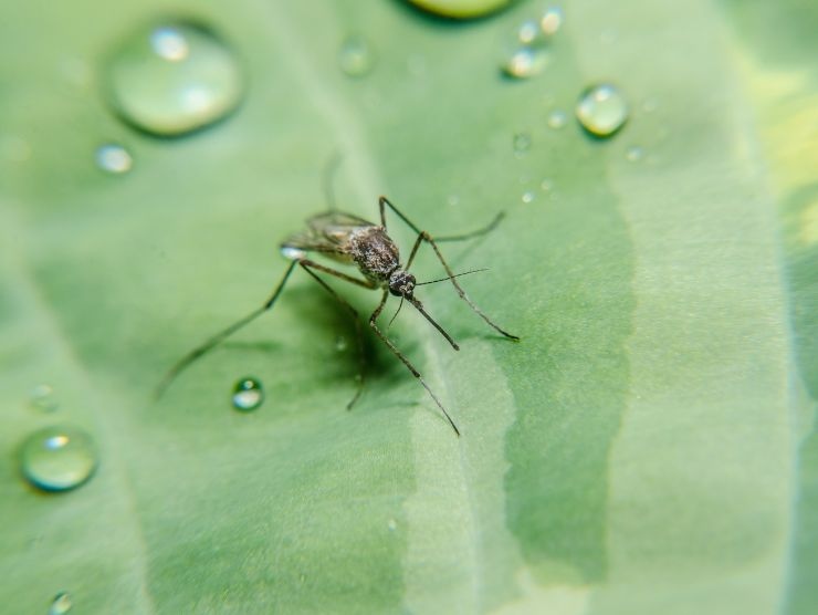 rimedio naturale allontanare zanzare