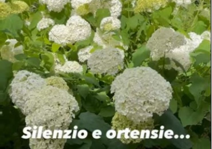 Antonella Clerici giardino dettaglio
