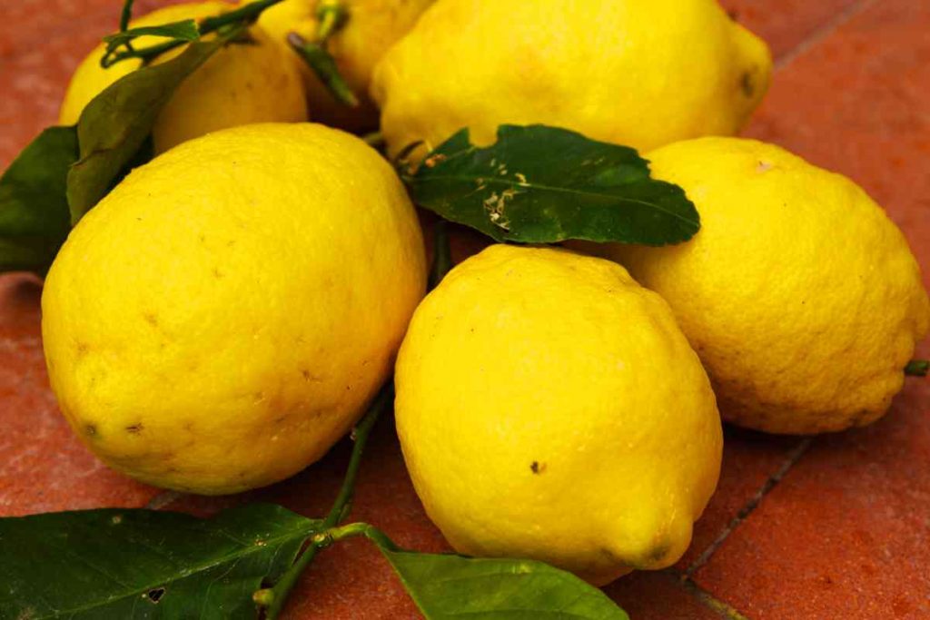 Limoni di Procida con foglie su un tavolo