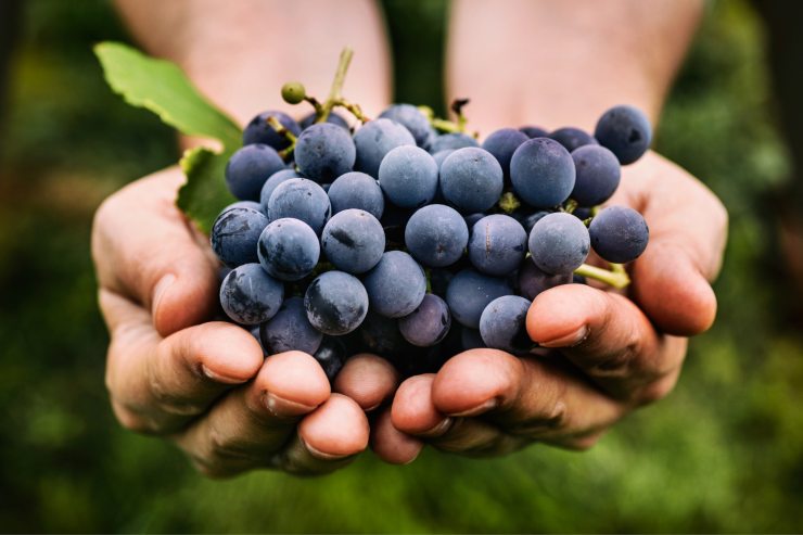 insalata diversa dal solito