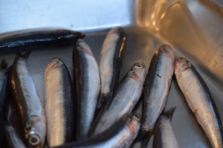 Acciughe marinate ricetta della nonna