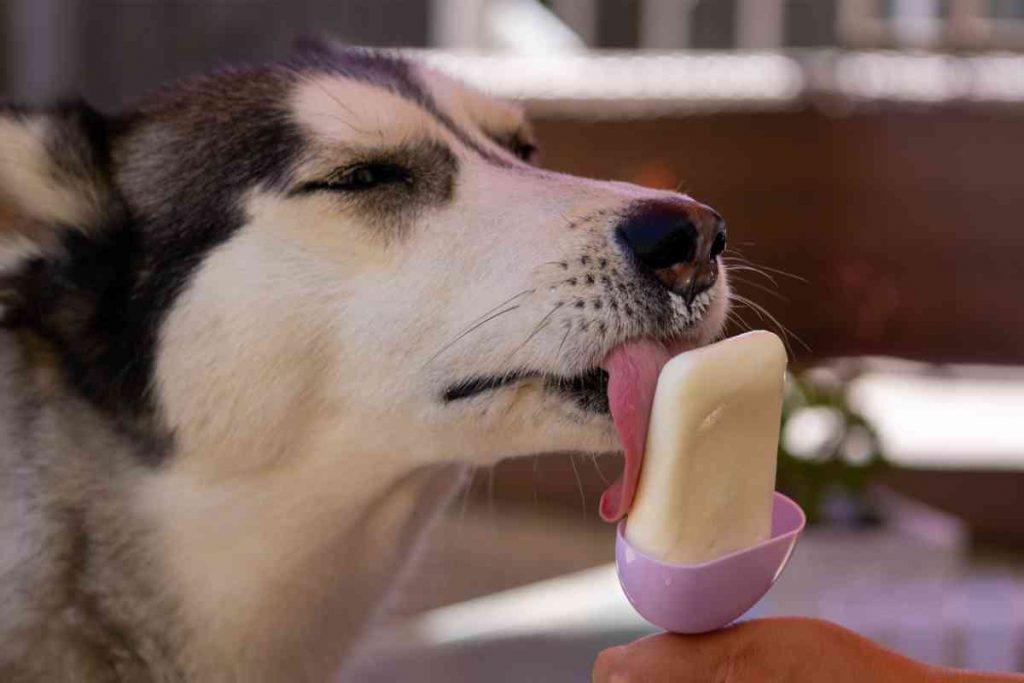 Gelati per cani ricette 