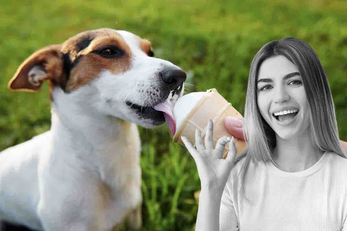 Gelato per cani ricette