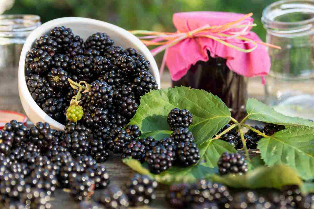 La confettura più prelibata è questa di more, con la ricetta della nonna la fai in pochi minuti