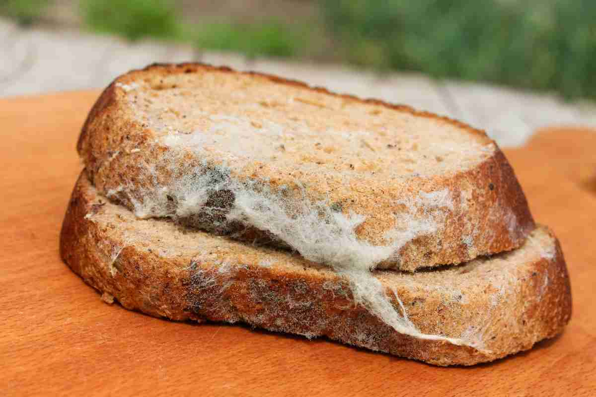 Mold on Food, a Summer Hazard: Here’s what to do if you find spoiled food and how to avoid the risks