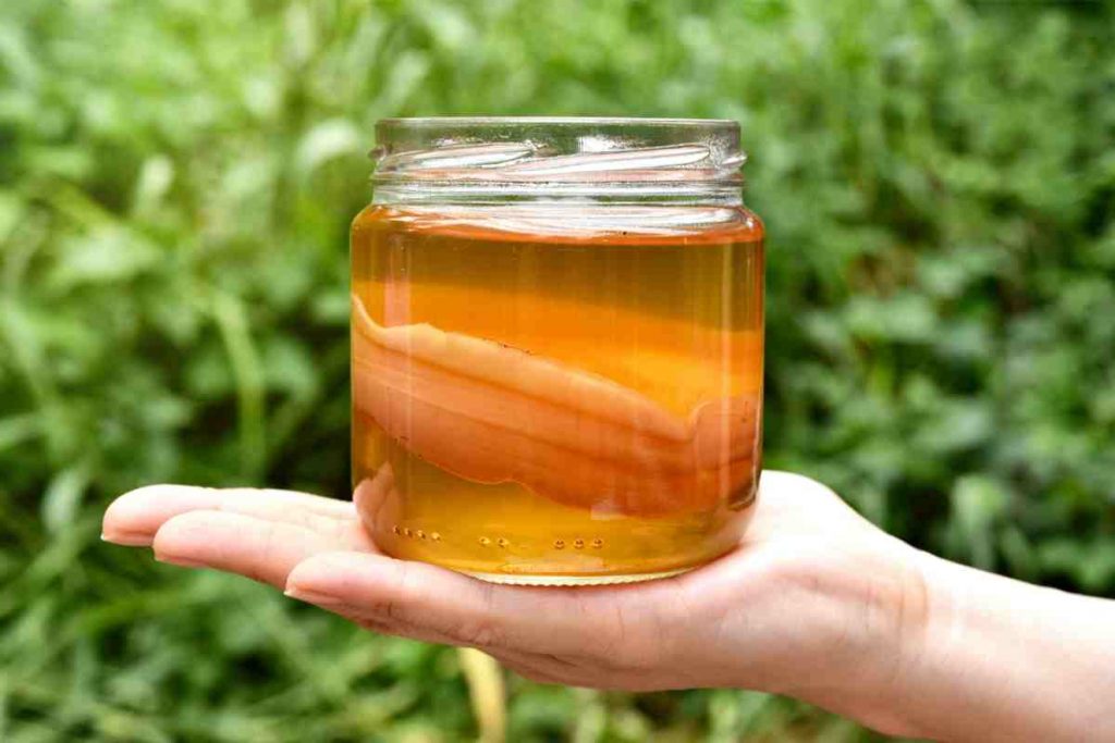 Kombucha scoby 