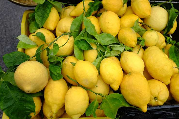 come riconoscere limoni di Amalfi