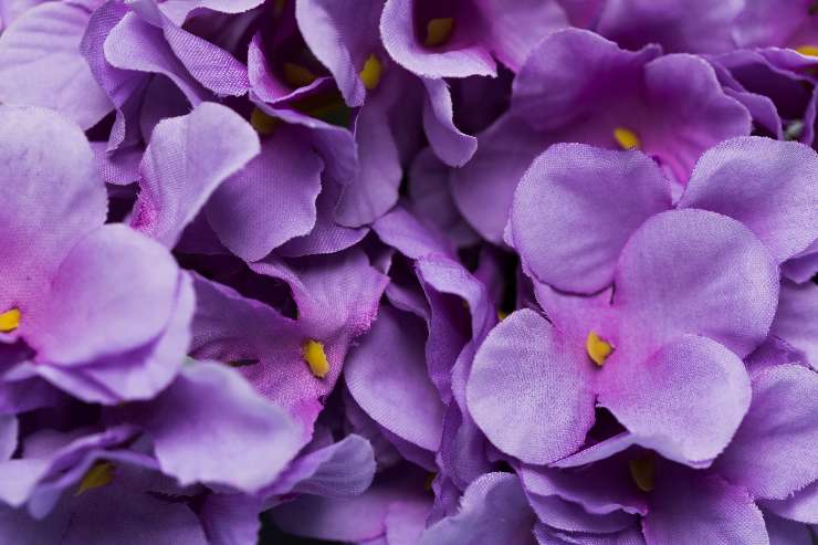 Test dei fiori viola