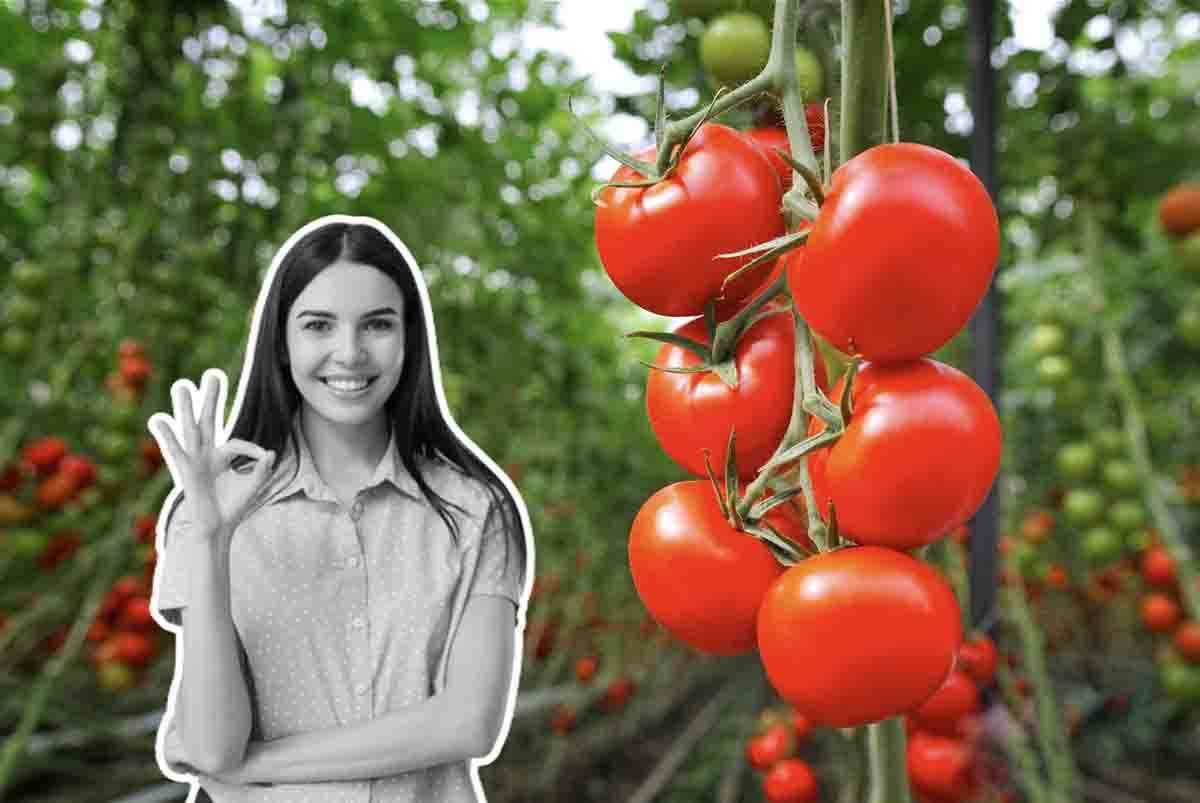 Pomodori rossi e gustosi: il trucco fai da te che li rende prelibati