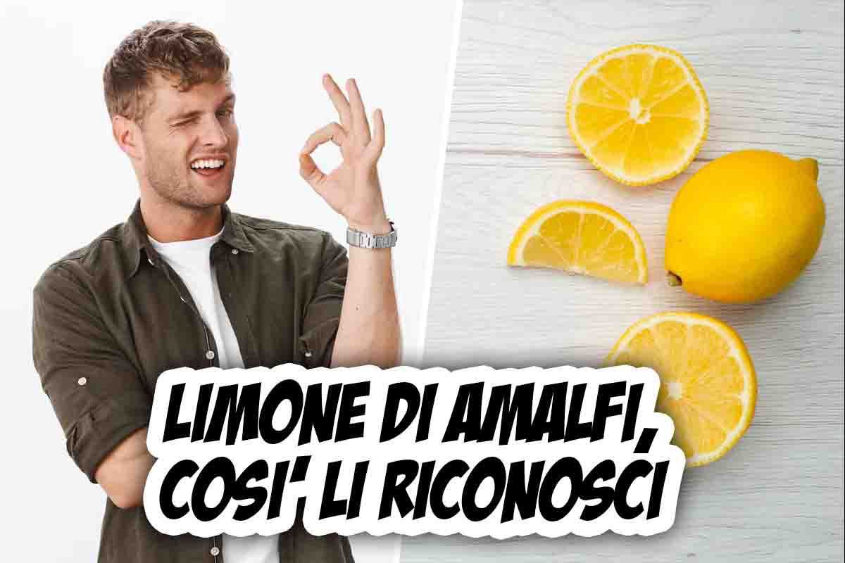 riconoscere limoni di Amalfi