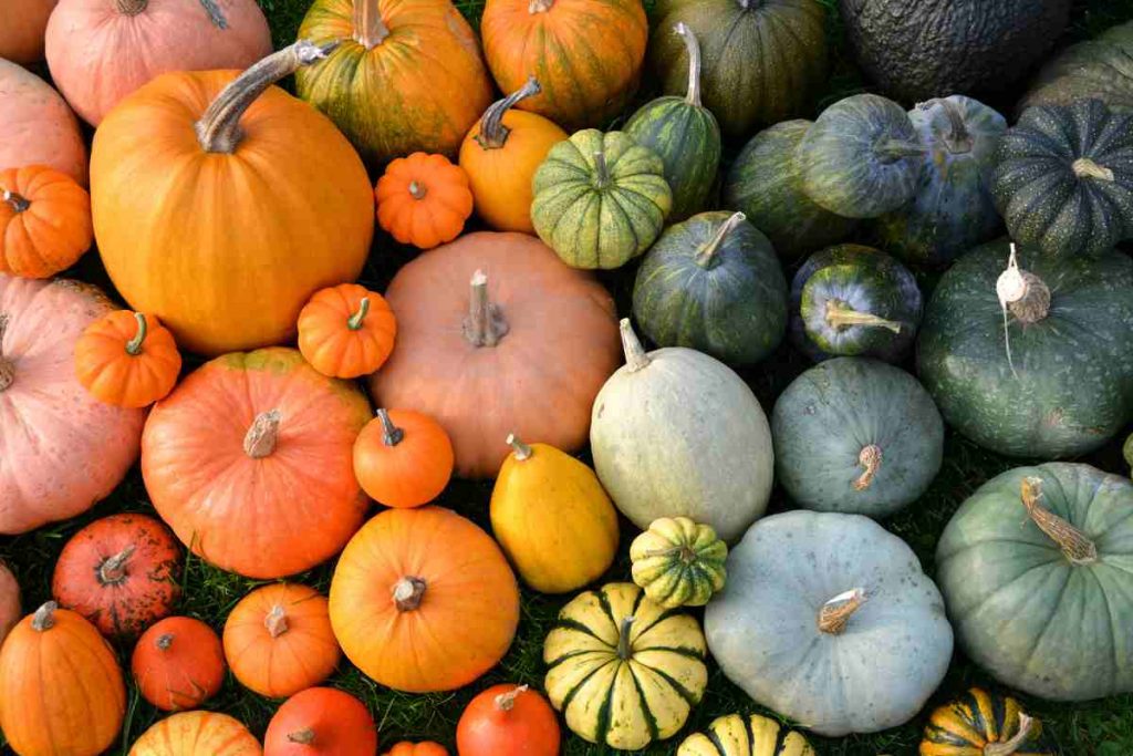 come scegliere zucca migliore