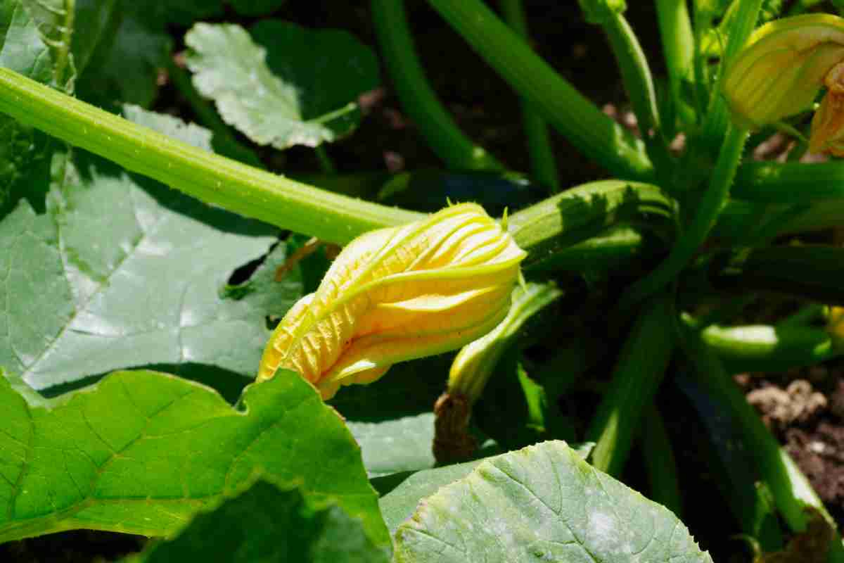 come coltivare le piante di zucchine in vaso