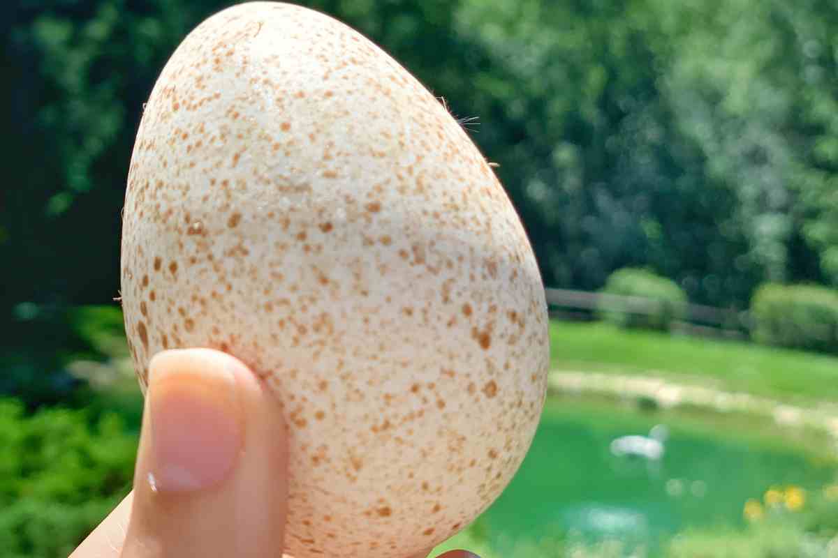 Uova di tacchino perché non le mangiamo