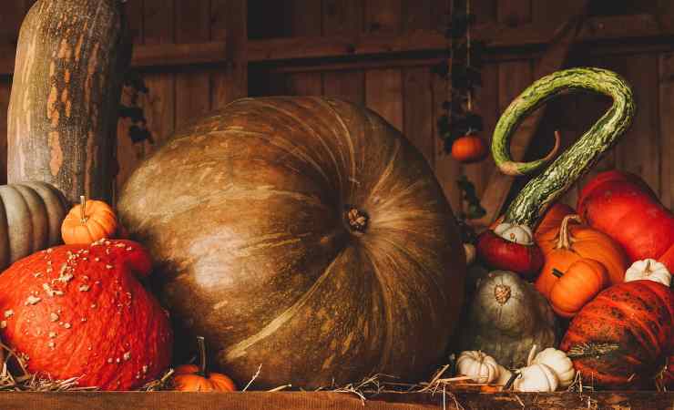 come scegliere zucca buona