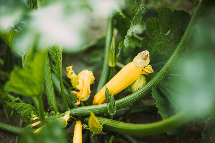 ricetta zucchine a rummuliuni 