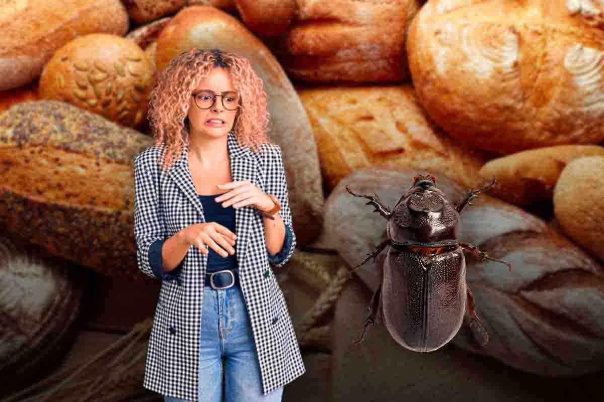 Tarlo del pane: controlla subito la dispensa, ecco i cibi in cui si nasconde e come eliminarlo