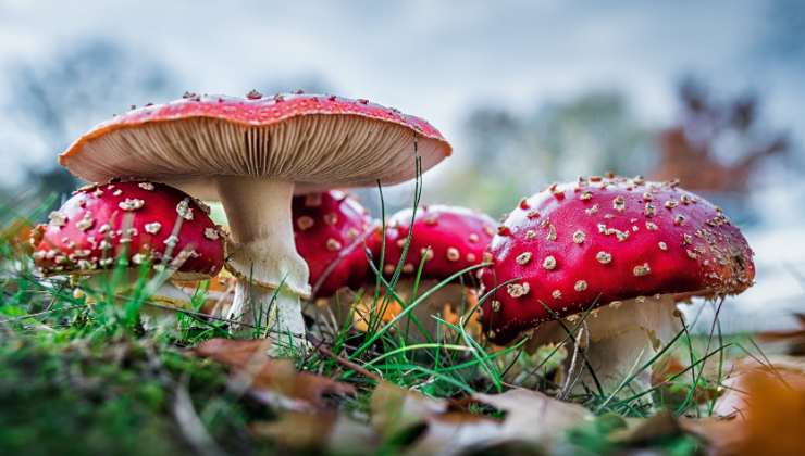 funghi caratteristiche velenosi commestibili