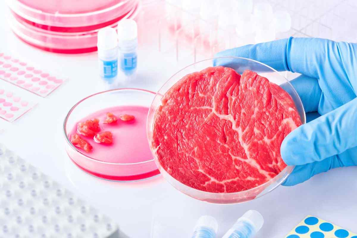 Carne sintetica, l’Italia ha detto no, ma che cos’è veramente? Come viene coltivata