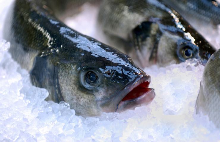 pesce supermercato, come capire se è fresco