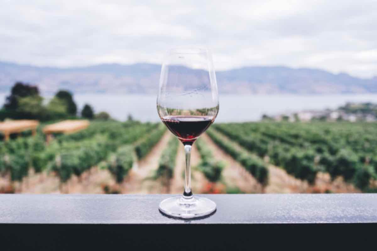 quali uve si usano per fare il vino
