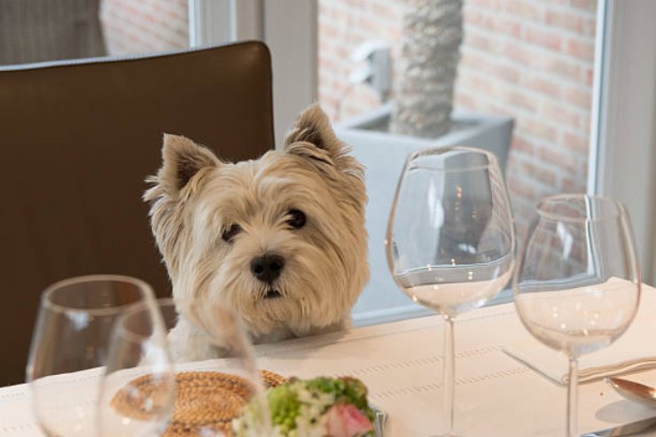 Cane: insieme a lui a cena