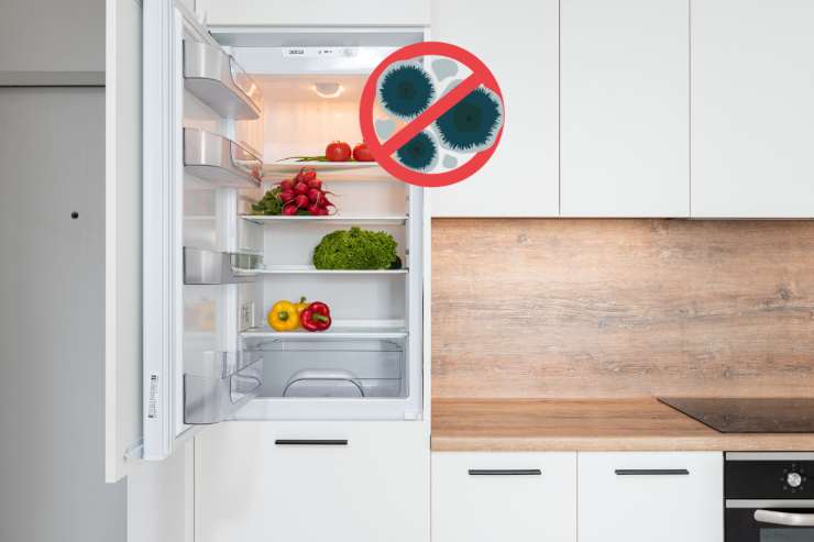 muffa in frigorifero