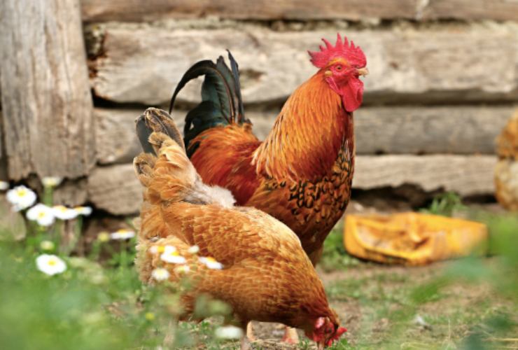 Pollo: la differenza tra bianco e giallo