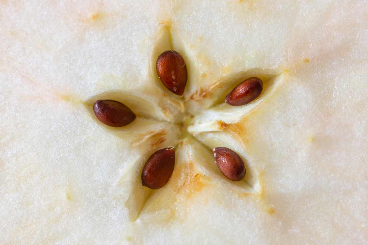 Mangiare i semi di mela fa male alla salute? Prima di rifarlo meglio sapere cosa dicono gli esperti