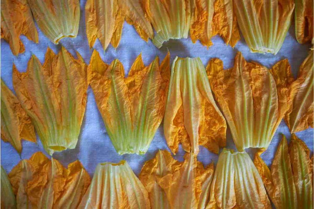 Fiori di zucca 