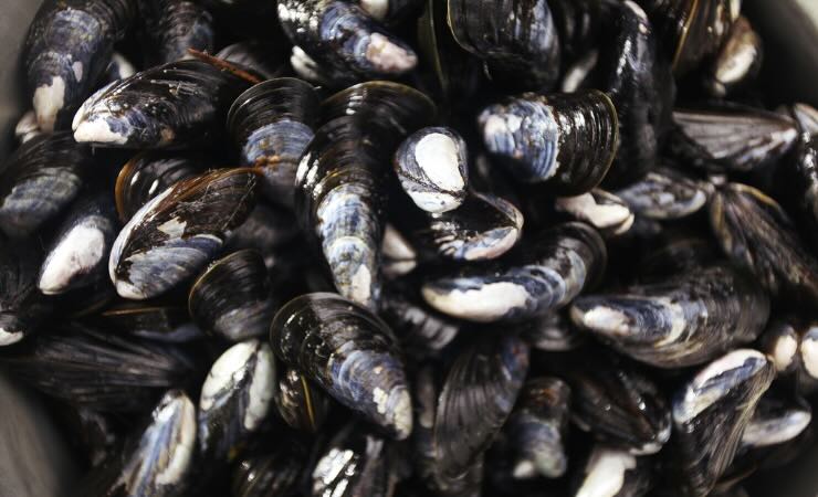 Cozze: il trucchetto per pulirle