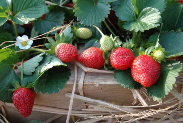 come coltivare fragole in balcone