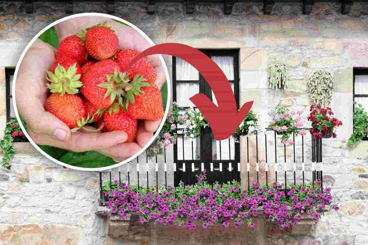 Fragole, in primavera puoi coltivarle sul balcone di casa: ecco come