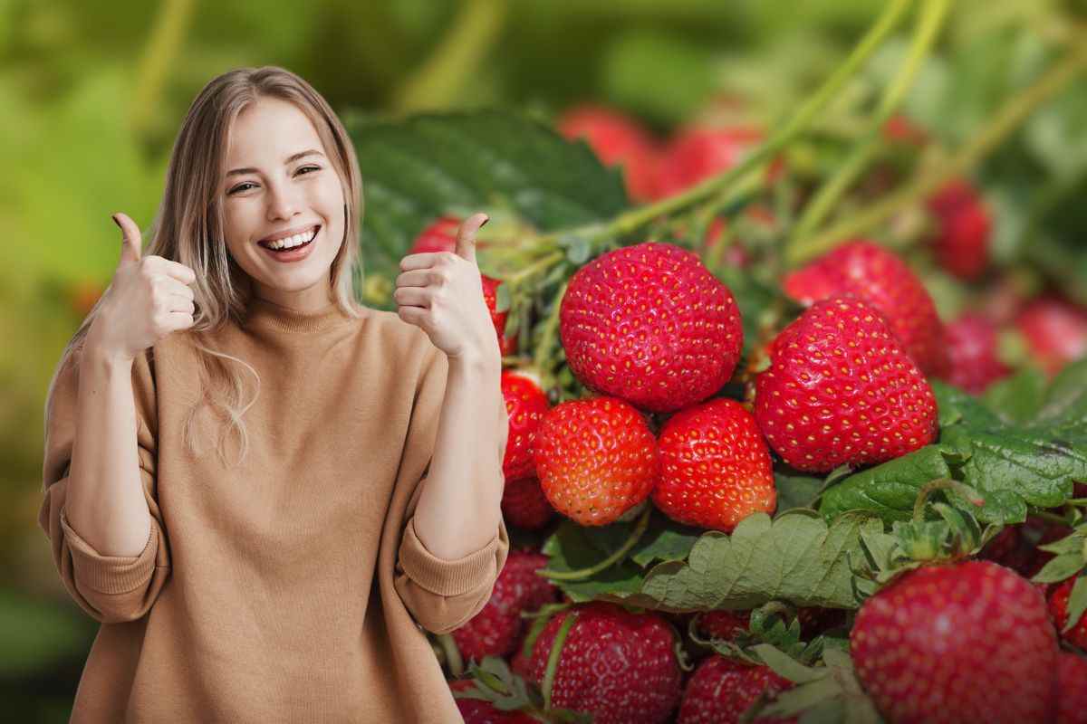 Fragole abbondanti e rigogliose, non c’è bisogno del giardino: fai tutto sul balcone di casa ed è facilissimo