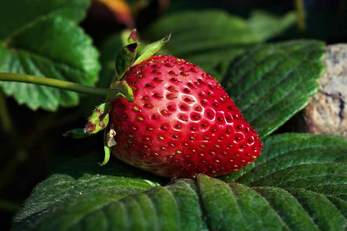 come coltivare fragole in balcone