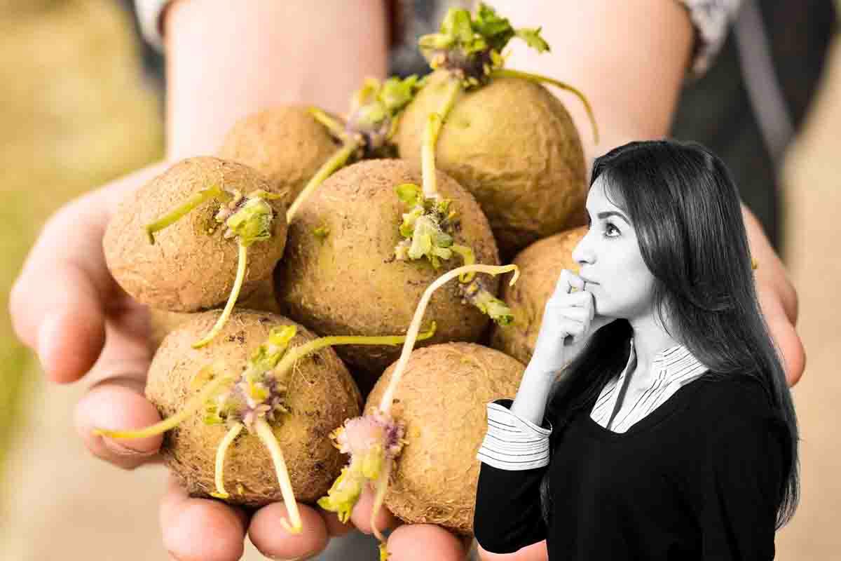 How to prevent buds from forming on potatoes: Prevent harm to your health
