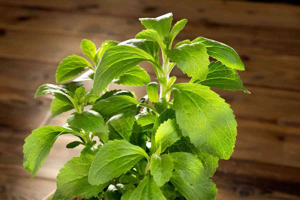 che cos'è la stevia 