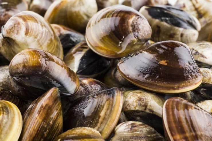 Richiamato un lotto di vongole a causa di parassiti