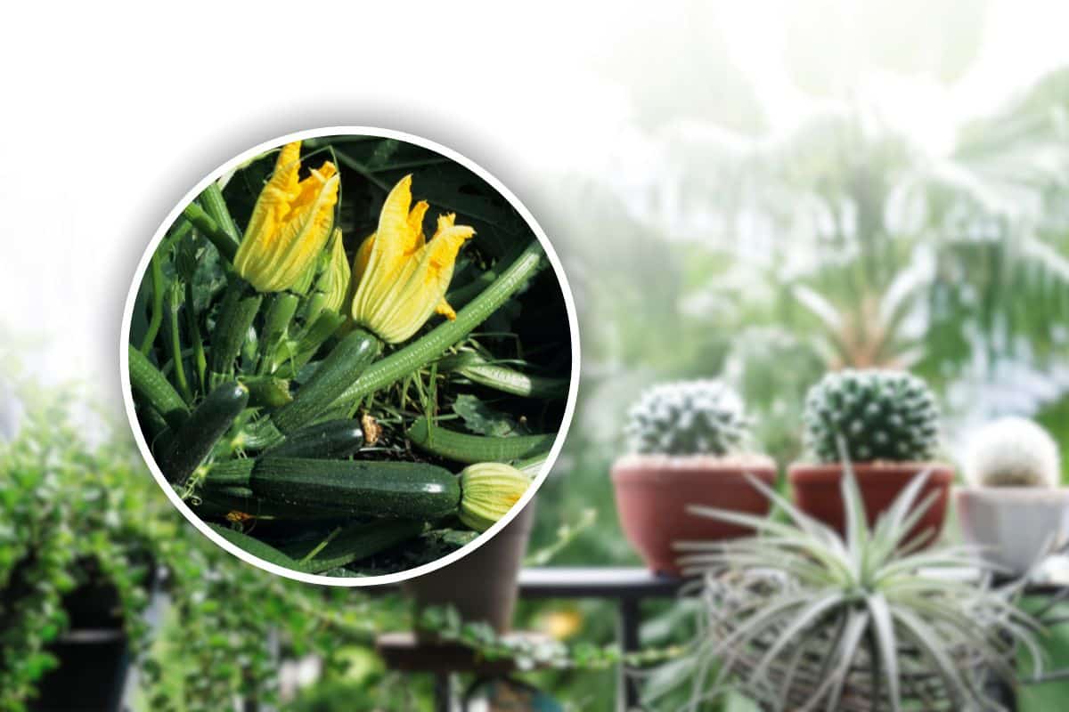 Io non le compro più: le zucchine le coltivo sul balcone di casa, vengono succose e genuine