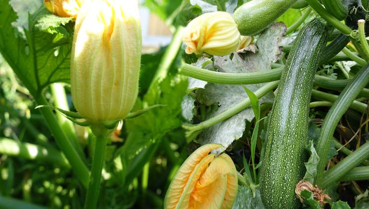 come coltivare zucchine in balcone 