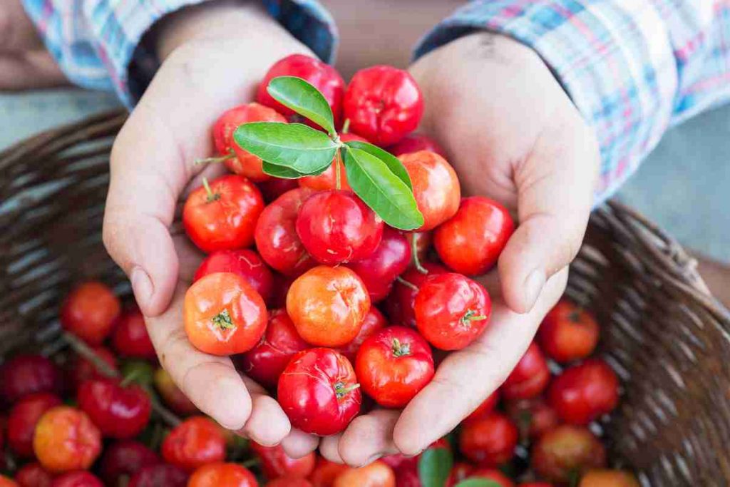 Acerola nelle mani di un uomo