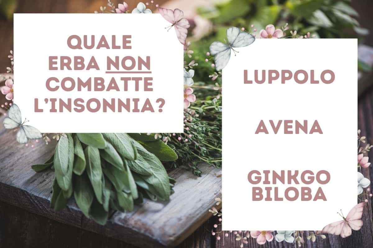 infusi e tisane: se hanno questa erba non sono contro l'insonnia