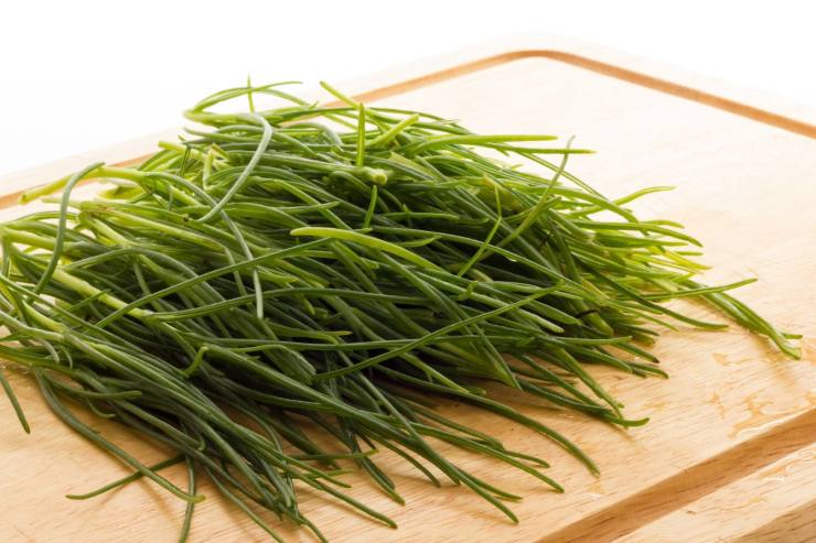 pasta con agretti ricetta