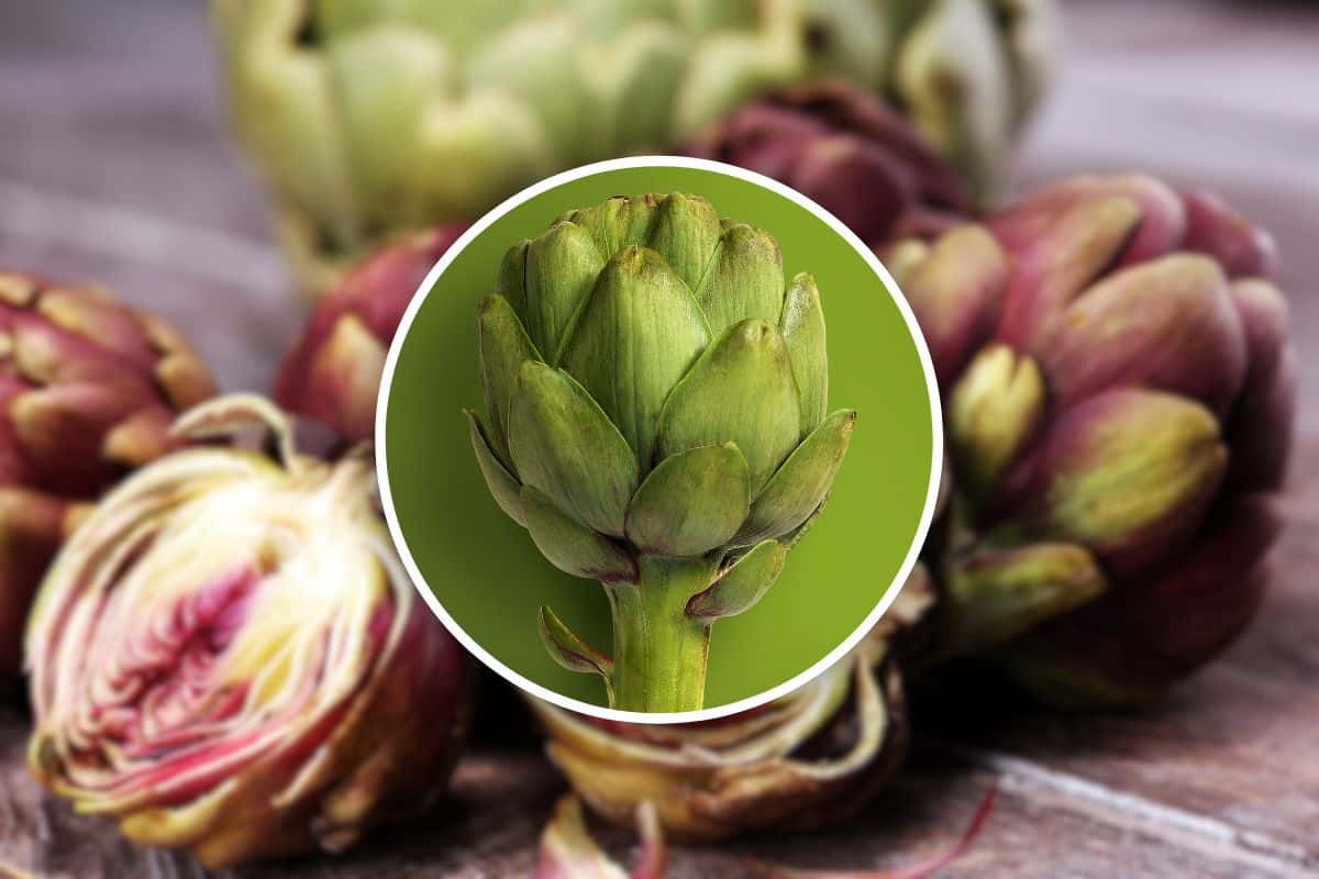 È il periodo migliore dei carciofi, perché non farli ripieni? Gustosi, ci fai pure la scarpetta