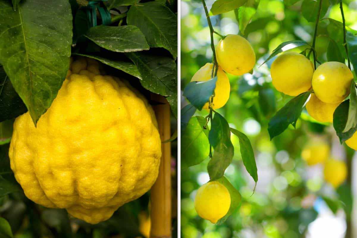 differenze tra cedro e limone