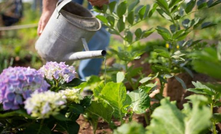 come innaffiare le piante bene e senza sprecare acqua