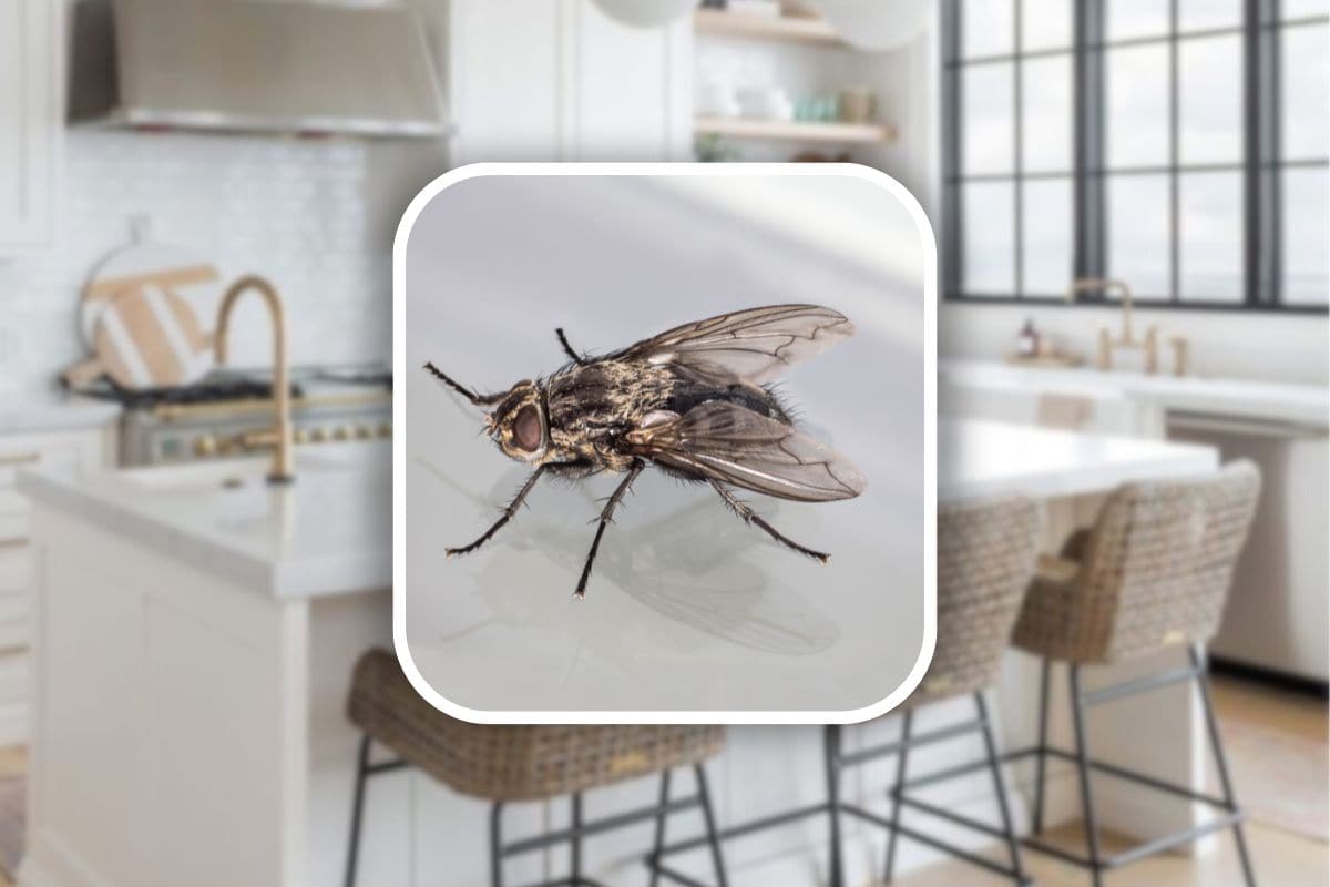 come eliminare mosche in casa