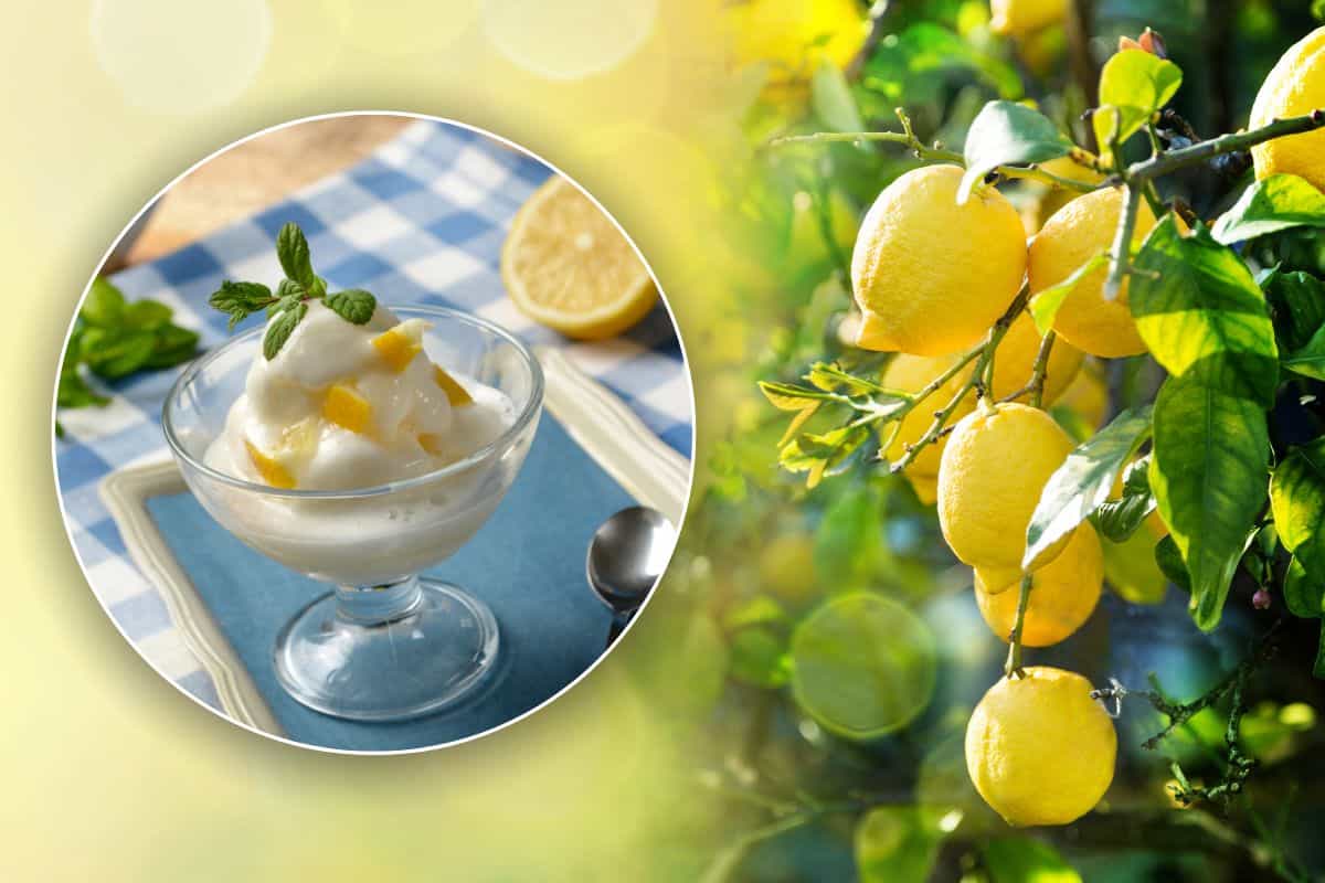 Vien proprio voglia con questo caldo di sorbetto al limone: te lo faccio fare senza gelatiera, ricetta facilissima