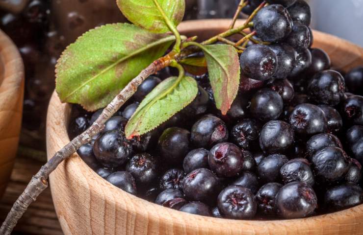Aronia nera