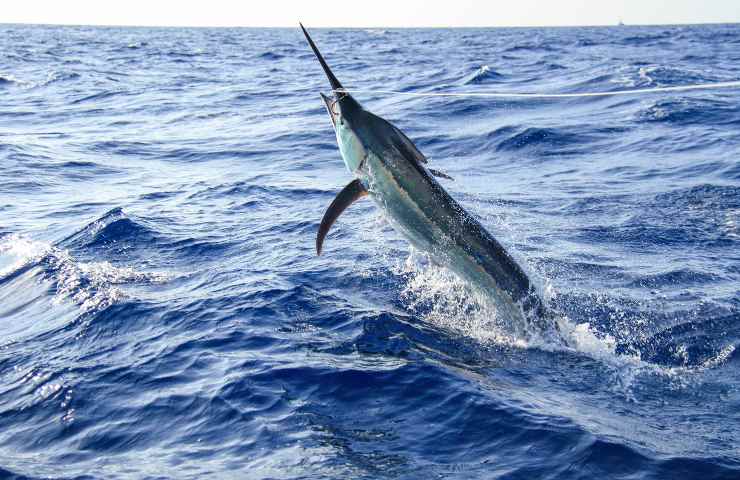Pesce spada appena catturato