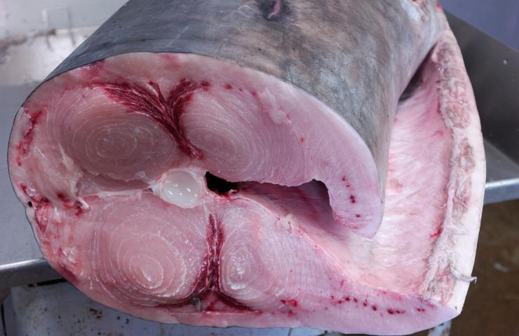 Carne di pesce spada